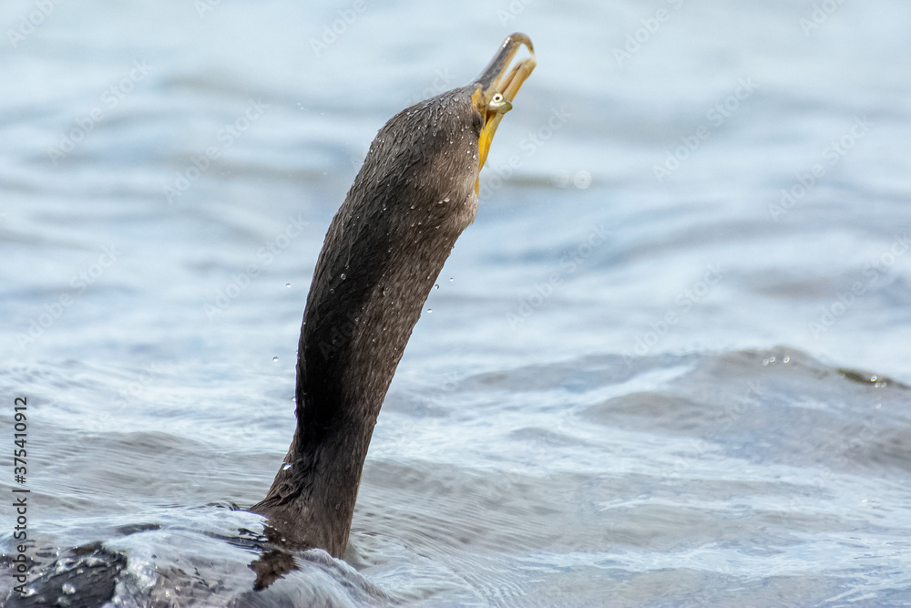 Obraz premium great blue heron