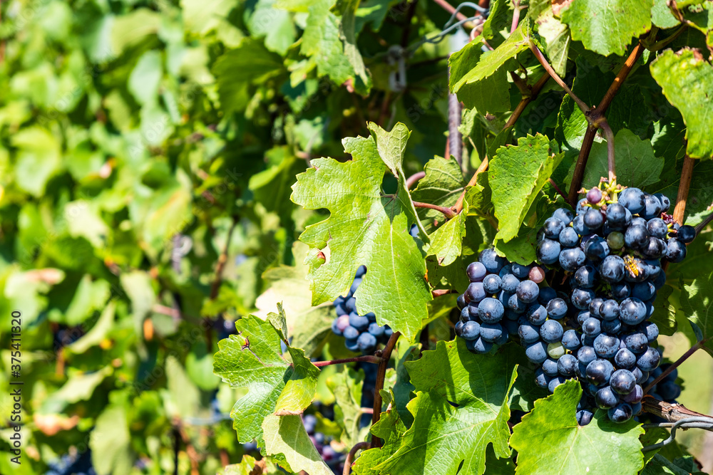 blue grapes in green vineyard.