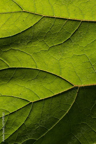 Texture of green leaf 