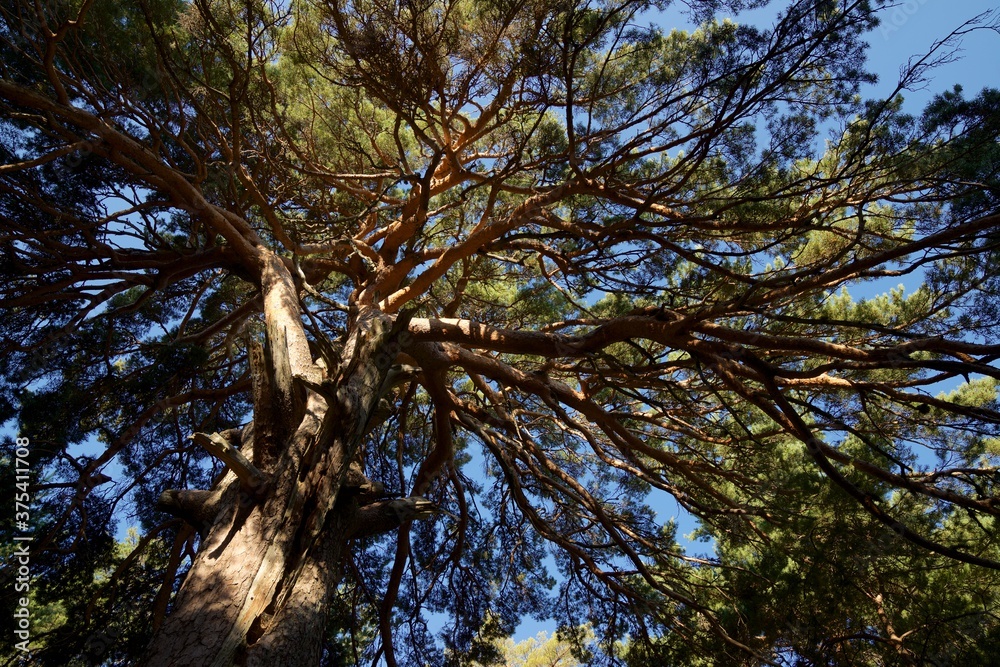 Obraz premium Close up tree