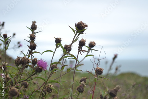 wild flowers of the sky