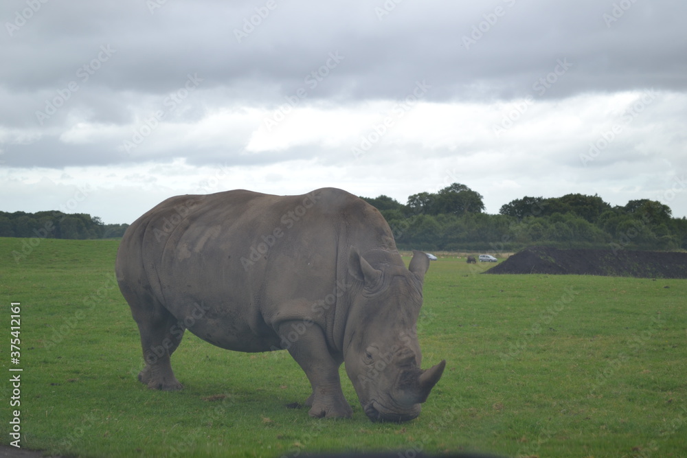 Obraz premium rhino in the grass