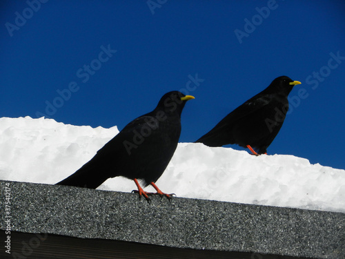 Two cough birds on roof with snow in Alps