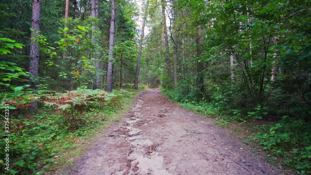 POV. Walking through forest, steadicam shot. Slow motion footgae. POV. Walking through forest, steadicam shot. Slow motion footgae.