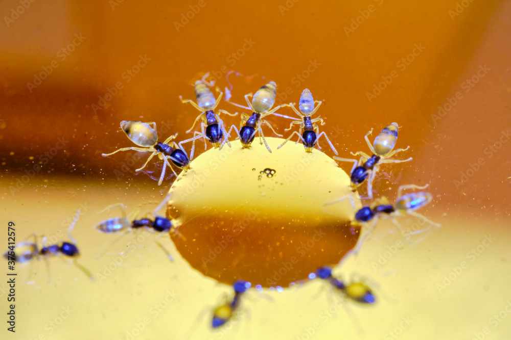 Tapinoma melanocephalum Macro photo (ghost ant) Tapinoma melanocephalum Macro photo (ghost ant)