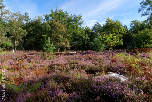 Sandstone rock and heathland in Fontainebleau forest