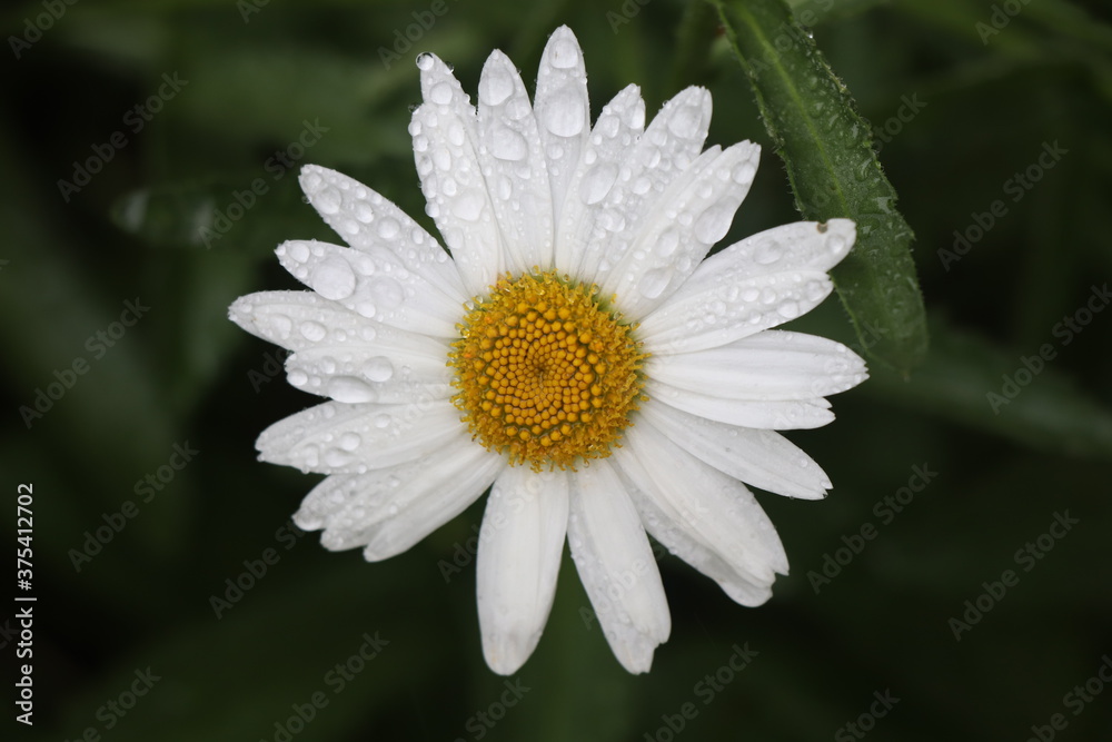 Fototapeta premium white daisy flower in the rain