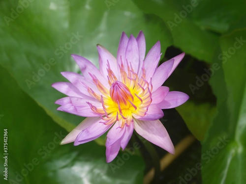 One large flower of pink water lily. Lilac lotus among green leaves. Conceptual photo, close-up, macro, isolated waterlily. Traditional flowering plant of Thailand and Asia. Flower of Buddha. © Oxana