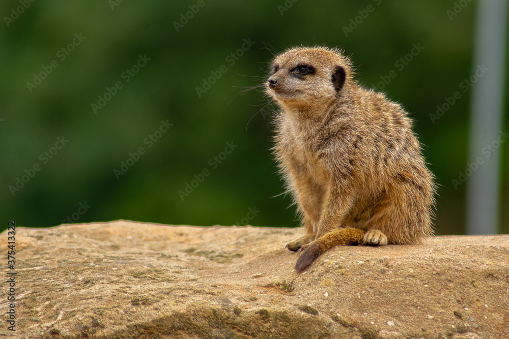 Fototapeta premium meerkat on guard