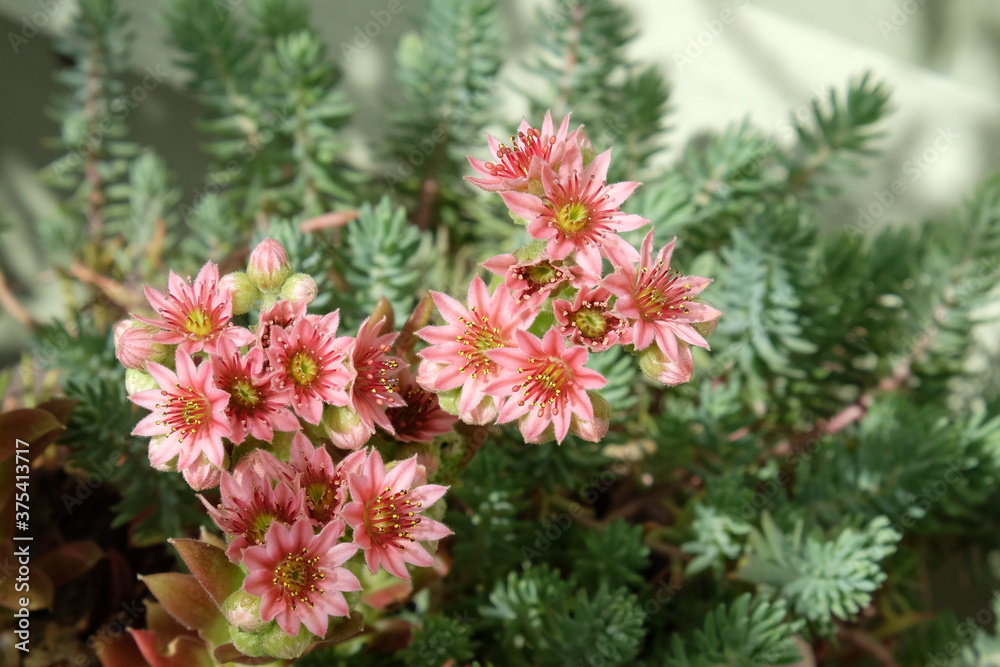 Flowering common houseleeks, Sempervivum tectorum, also known as hens and chicks, Flowering common houseleeks, Sempervivum tectorum, also known as hens and chicks,