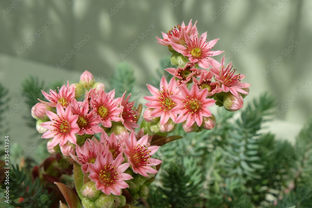 50 Rare Hens And Chicks Succulent Seeds - Variety Mix, Flowering Houseleeks, Super Tiny Seeds