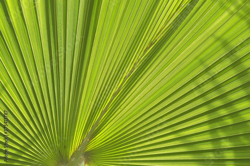 Fresh palm leaf background with green   Ideal for use in the design put images and insert text