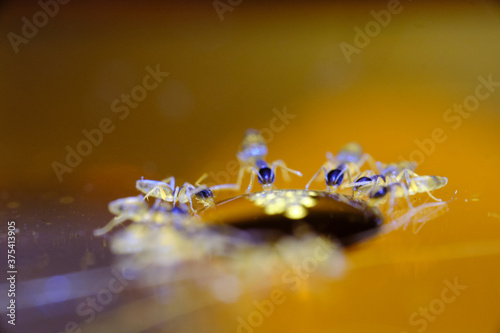 Tapinoma melanocephalum Macro photo  ghost ant 
