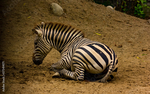 zebra sitting down on soil view from side space for text wild life