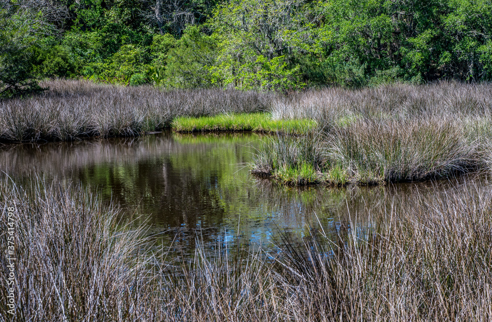 Obraz premium Florida Marsh