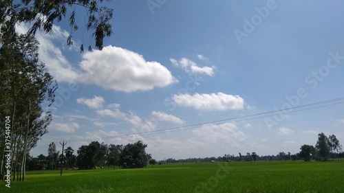 trees and sky