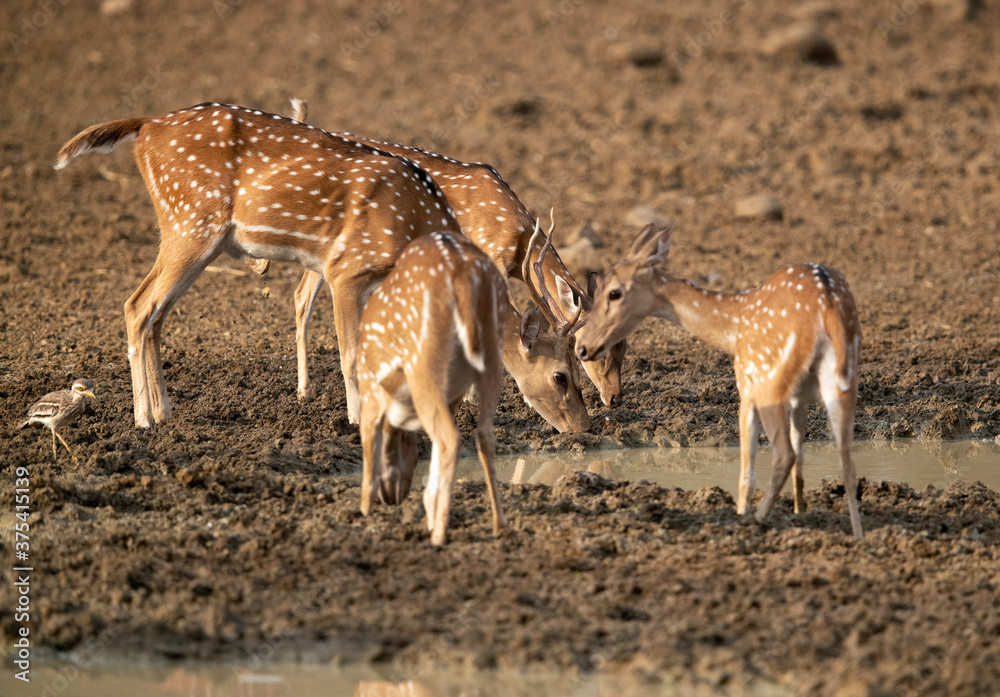 Cheetal deers drinking water in Tadoba Andhari Tiger Reserve, India Cheetal deers drinking water in Tadoba Andhari Tiger Reserve, India