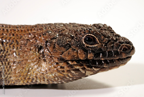 Southern Cunningham's spiny-tailed skink / Südlicher Cunninghams Stachelskink, Stachelschwanz-Skink (Egernia cunninghami) photo