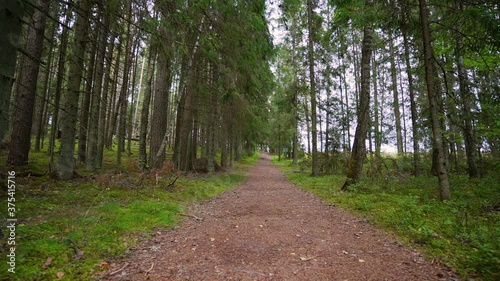 POV. Walking through forest, steadicam shot. Slow motion footgae. photo