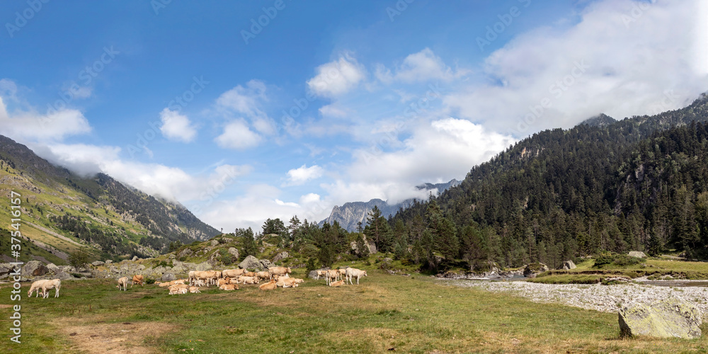 Panorama of Pyrenees mountain landscape with Bearnaise French cow breed of domestic beef cattle on the alpine meadow in France