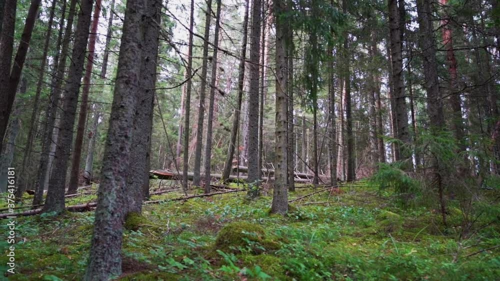 POV. Walking through forest, steadicam shot. Slow motion footgae. POV. Walking through forest, steadicam shot. Slow motion footgae.