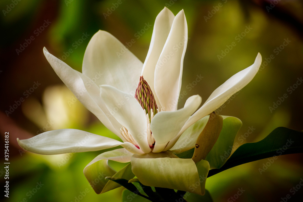 Fototapeta premium Magnolia blossom fully open