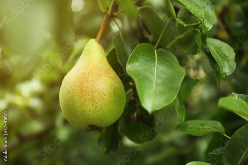 Ripe pear on tree branch in garden