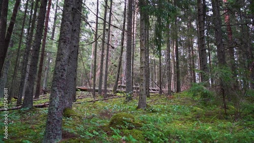 POV. Walking through forest, steadicam shot. Slow motion footgae. photo