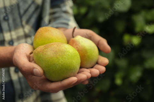 Woman holding fresh ripe pears outdoors, closeup