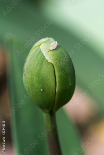Unopened tulip bud on blurred background