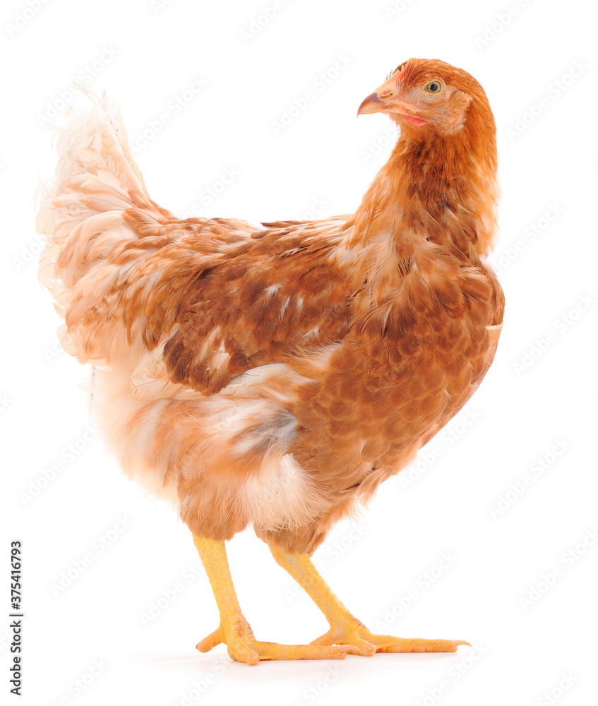 Fototapeta premium Brown hen isolated.