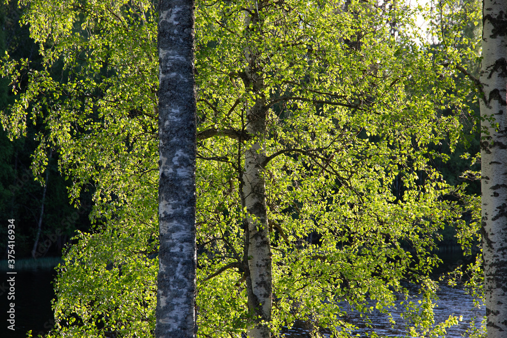 Fototapeta premium Birch trees in springtime sun.