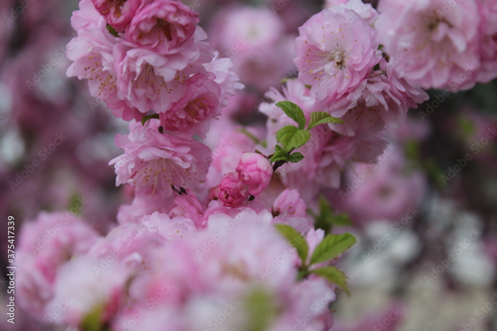 Fototapeta premium pink cherry blossom