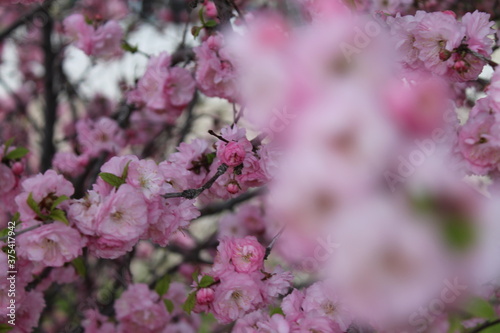 pink cherry blossom