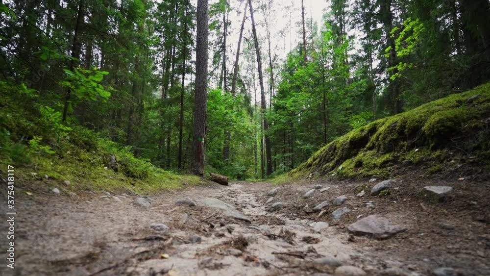 POV. Walking through forest, steadicam shot. Slow motion footgae. POV. Walking through forest, steadicam shot. Slow motion footgae.