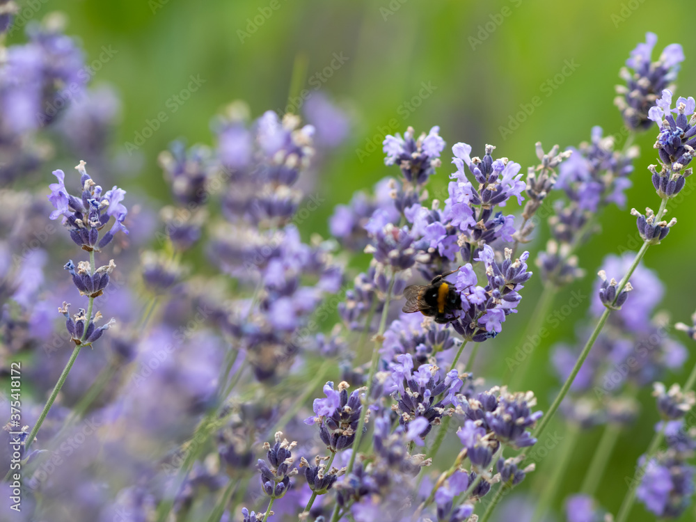 large bumblebees collect nectar from lavender flowers. Provence lavender blossom large bumblebees collect nectar from lavender flowers. Provence lavender blossom
