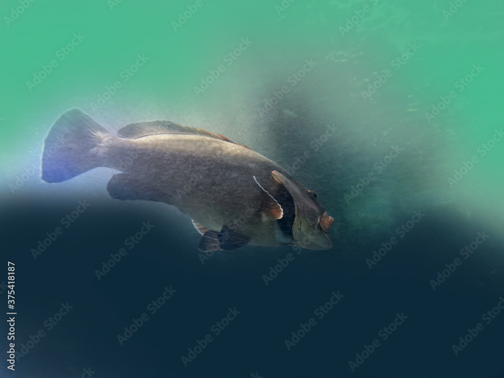 Fototapeta premium Pesce