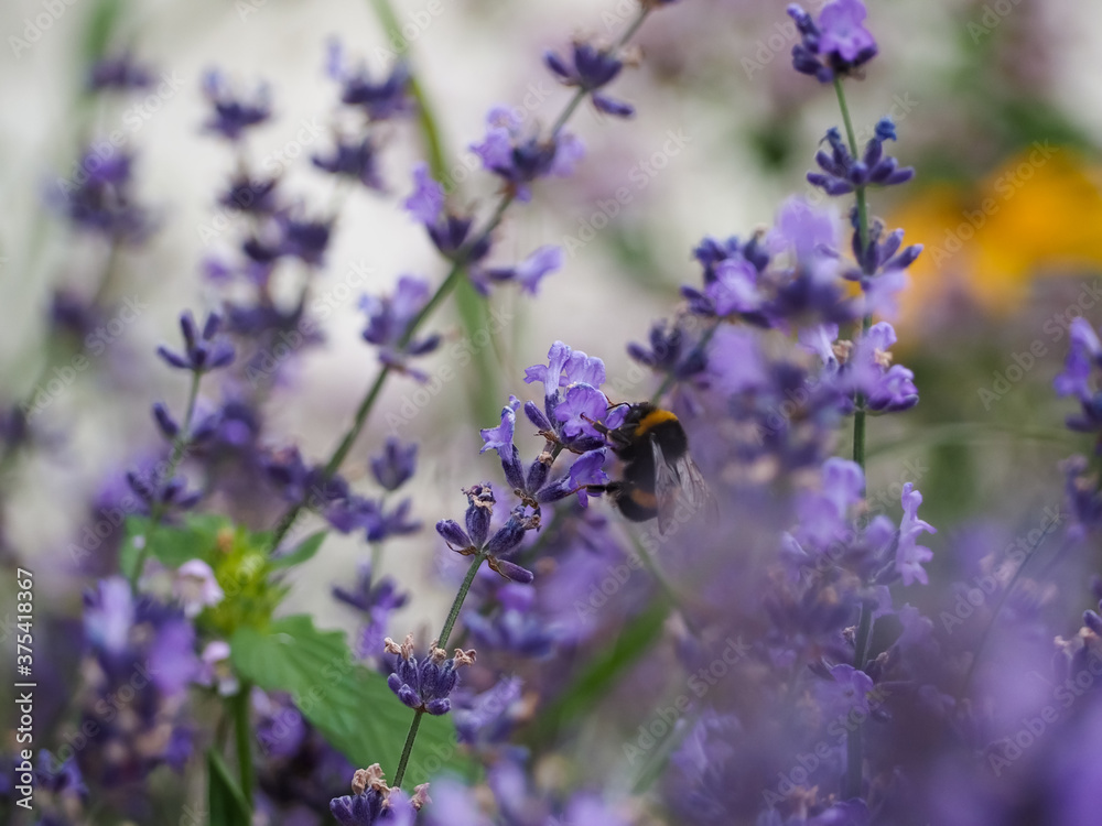 Bumblebees collect honey in a field of lavender. lavender flowers. summer lavender harvest Bumblebees collect honey in a field of lavender. lavender flowers. summer lavender harvest