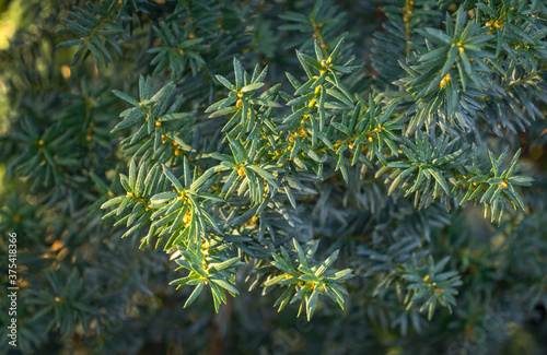 Close-up of Anglojap yew  Taxus media Hillii  evergreen bush in the garden. Green small branches of yew tree. Selective focus