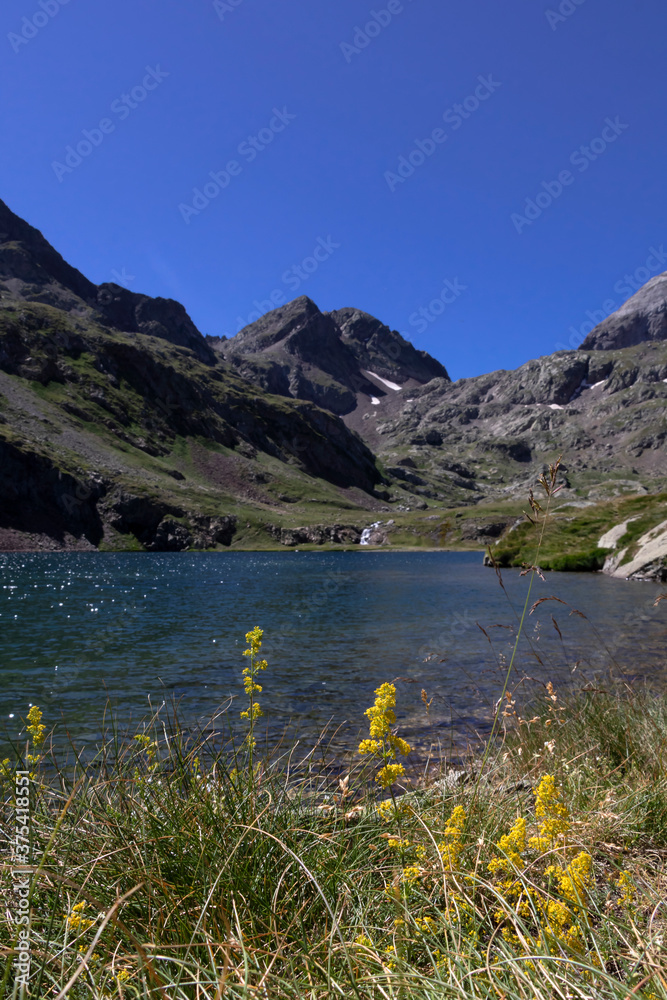 Yellow wild flowers and idyllic mountain glacial lake water mirror surrounded by mountain landscape of French Pyrenees, France