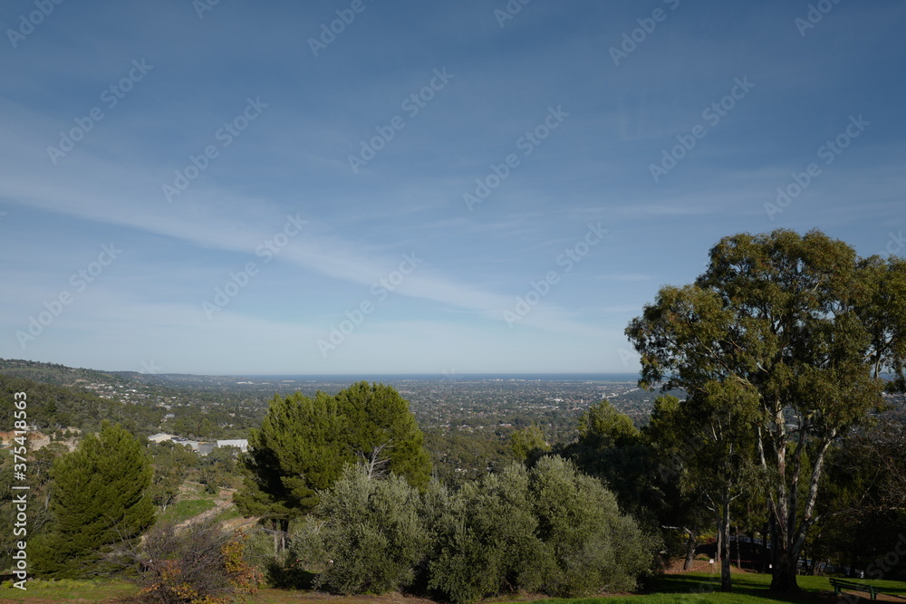 Obraz premium trees on the hill