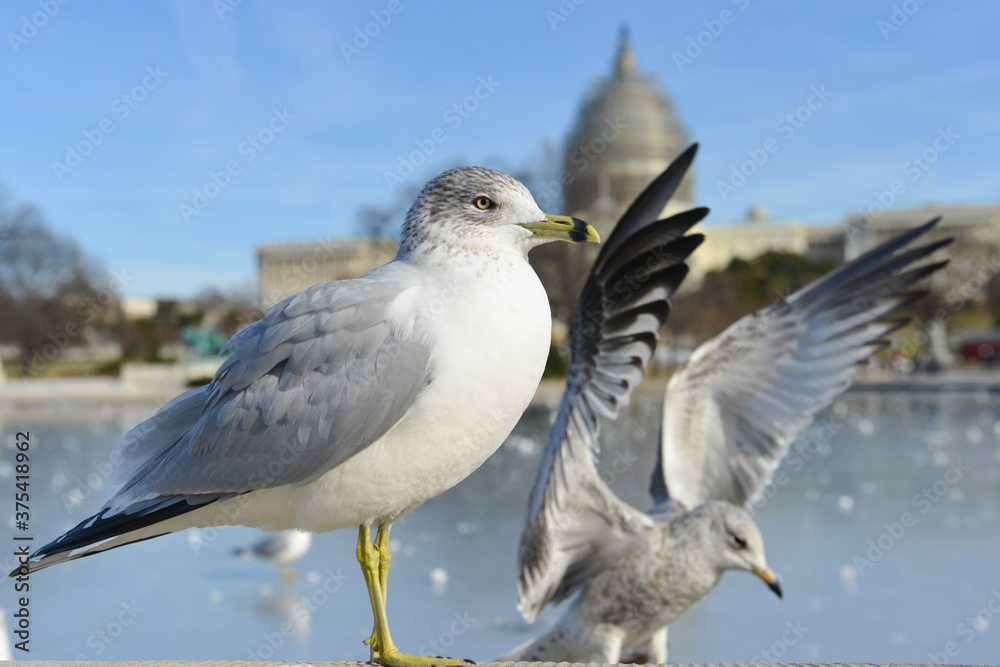 The seagulls in front of Capitol Building - Washington D.C. United States of America The seagulls in front of Capitol Building - Washington D.C. United States of America