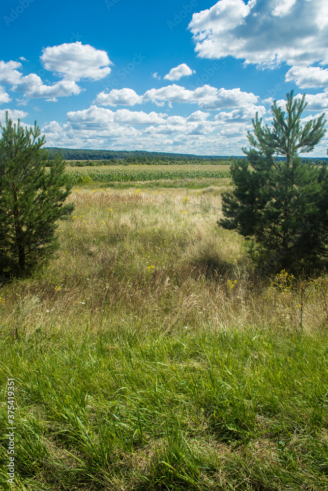 Panoramic nature: trees, grass and blue sky Panoramic nature: trees, grass and blue sky