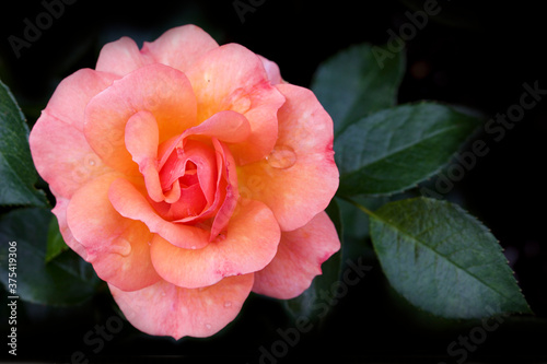 pink and orange rose on black