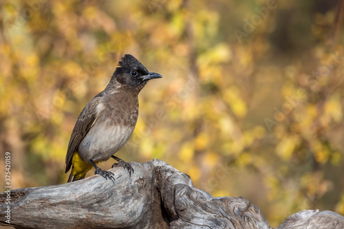 Dark capped Bulbul standing on log isolated in natural background in Kruger National park, South Africa ; Specie Pycnonotus tricolor family of Pycnonotidae photo