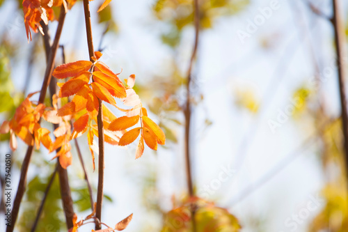 Autumn leaves on a tree in a city park on a clear day