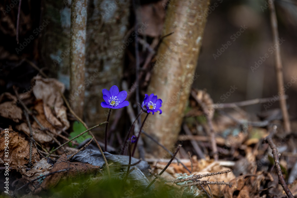 Spring flower. Spring flower.