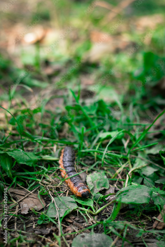 Big worm walking through the grass