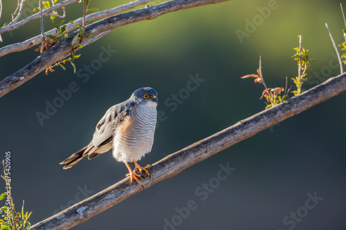 Little Sparrowhawk in Kruger National park, South Africa ; Specie family Accipiter minullus of Accipitridae