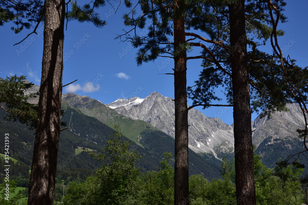 Peaks framed by trunks